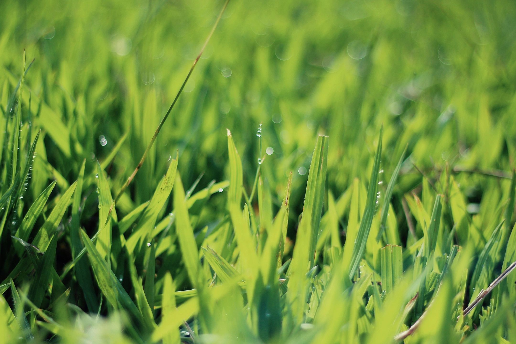 Grass Repair Experts | Eden Edge Lawn Care | Serving Oakland and Windermere | EdenEdgeLawnCare.com