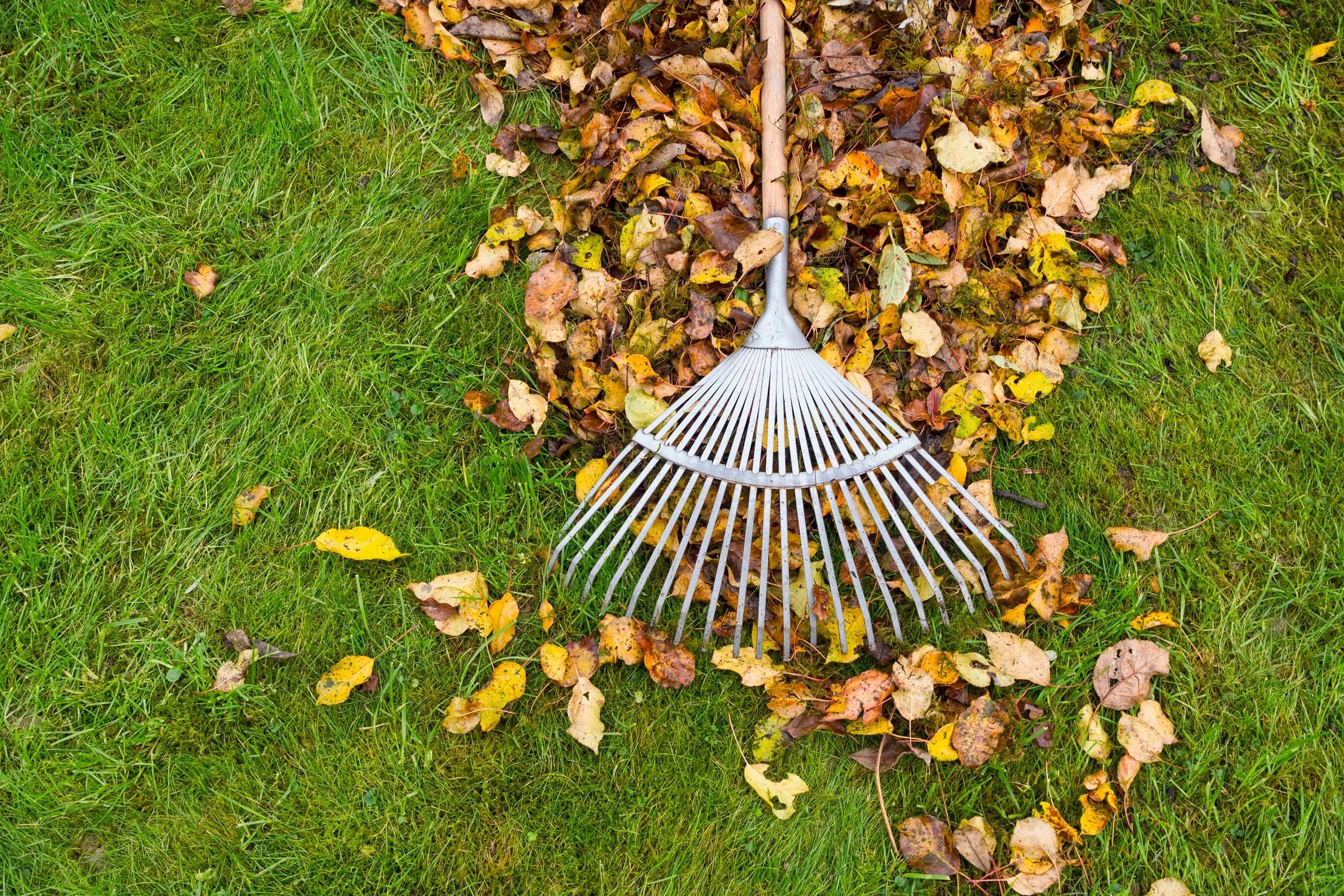 Blowing and Cleanup Services | Eden Edge Lawn Care | Lawn Maintenance Serving Winter Garden | EdenEdgeLawnCare.com