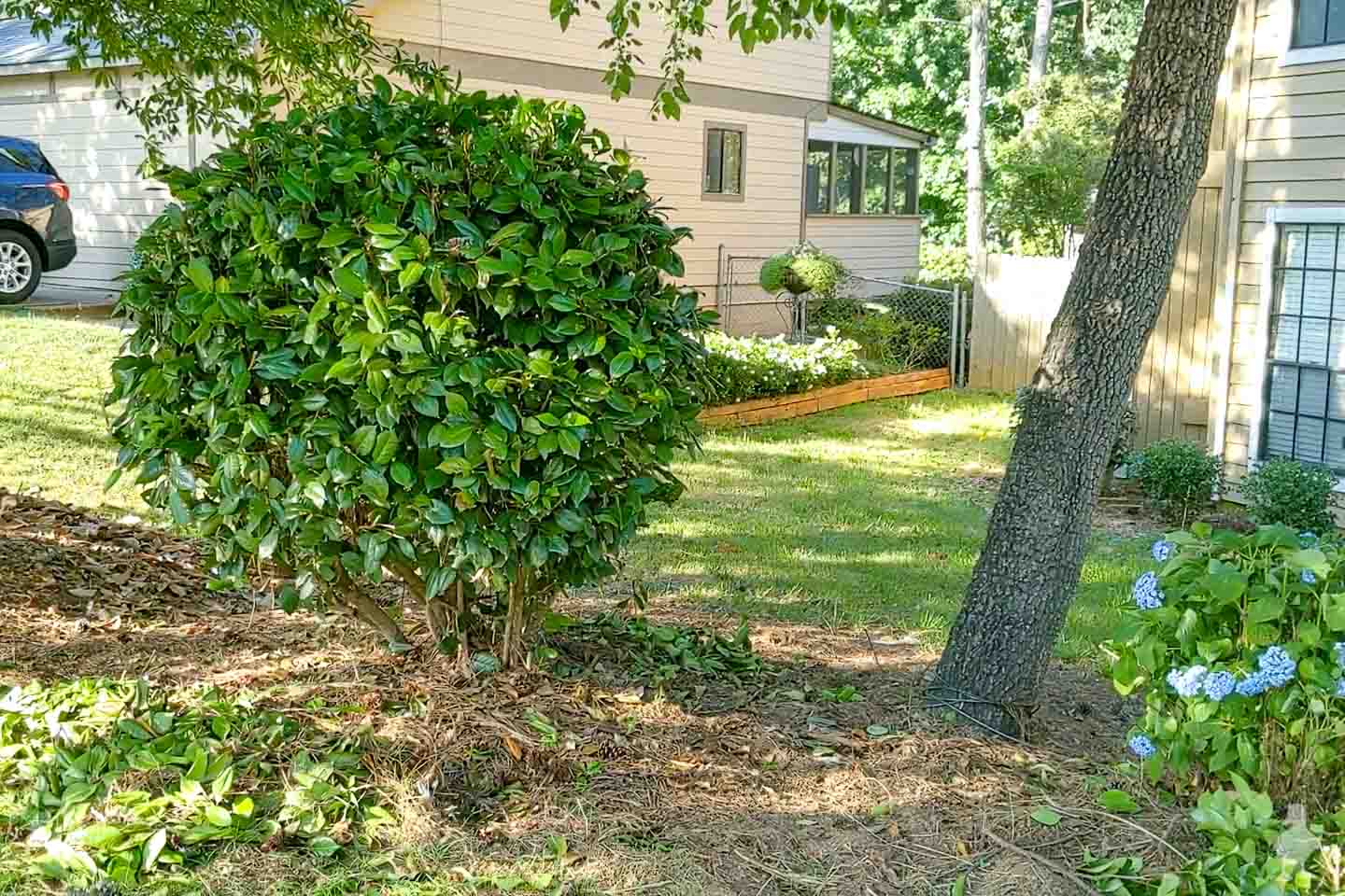 Trimming of Small Trees Under 10 Feet | Tree Shaping and Maintenance | Eden Edge Lawn Care | Serving Clermont and Groveland | EdenEdgeLawnCare.com