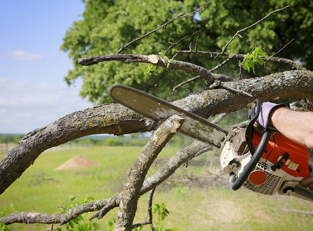 Tree Shaping and Maintenance | Eden Edge Lawn Care | Serving Clermont and Groveland | EdenEdgeLawnCare.com