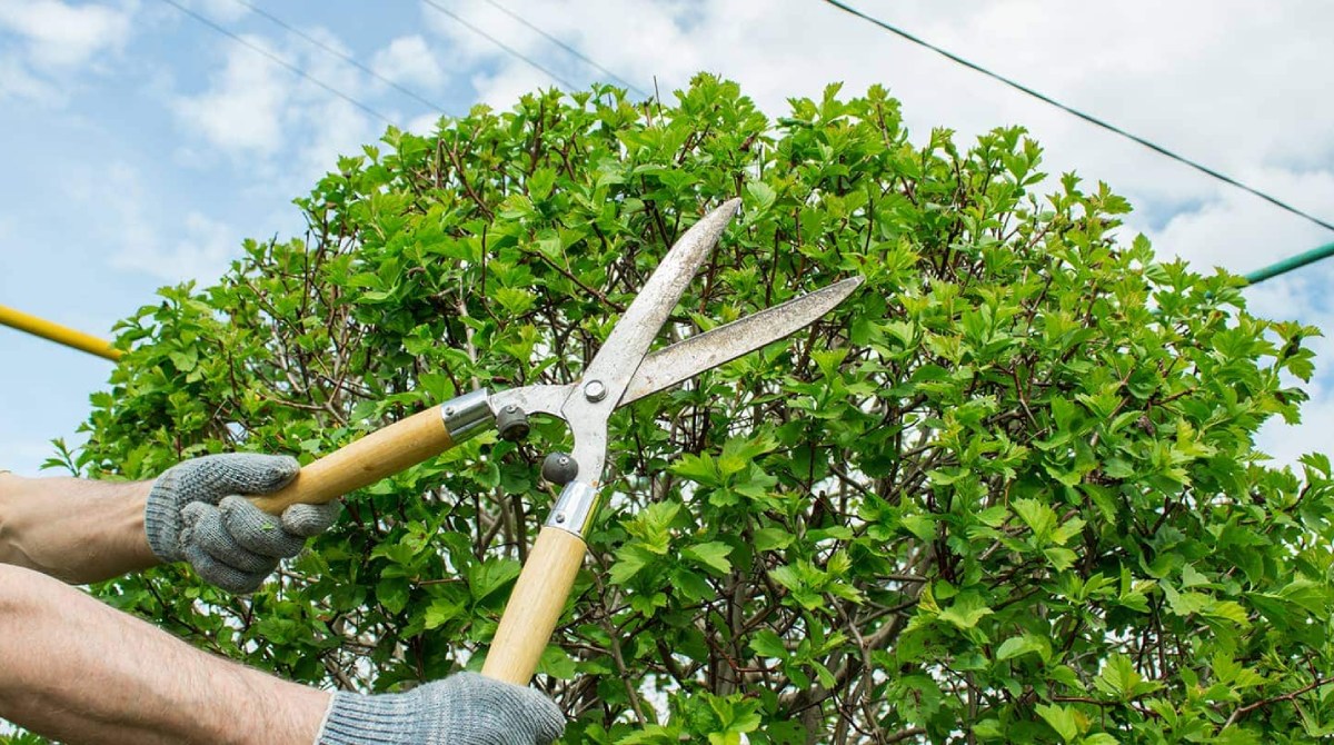 Trimming of Small Trees Under 10 Feet | Small Tree Trimming | Eden Edge Lawn Care | Serving Davenport and Kissimmee | EdenEdgeLawnCare.com